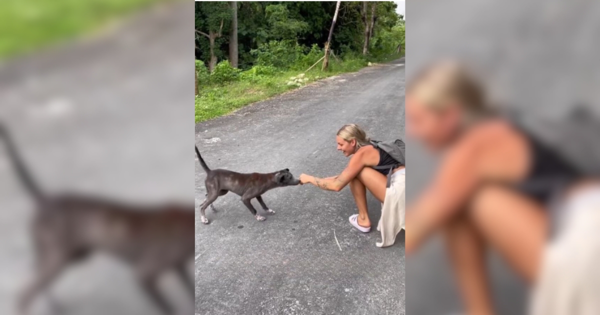 Woman Surprised to Learn Why Stray Dog Kept Following Her for Weeks