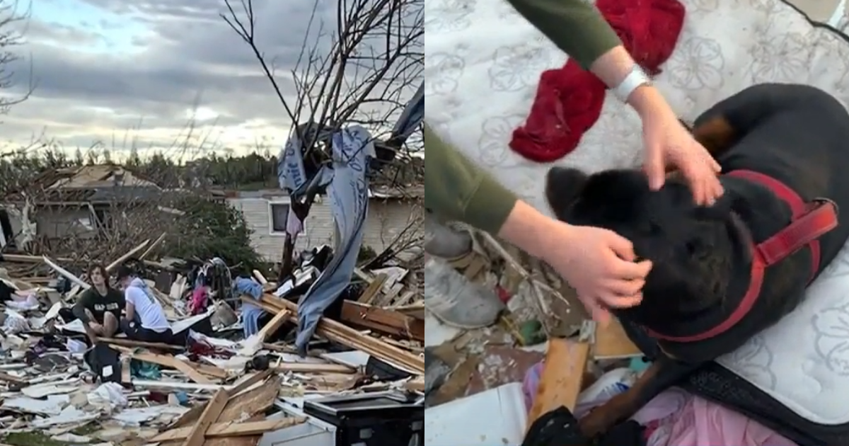 Lost Pets Reunited With Families After Deadly Tornados, ‘He was probably so scared’