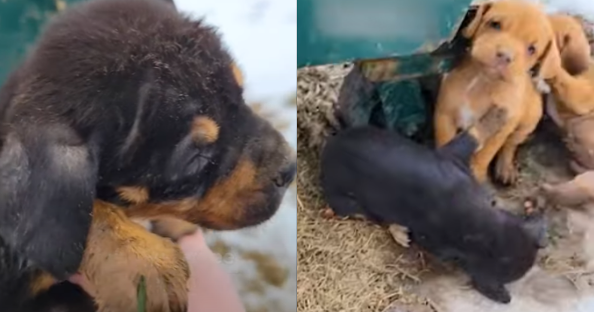 Adorable puppies found behind dumpster