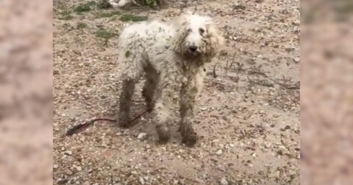 Hurt Poodle Learns to Trust Again, Gets Amazing Reward from People