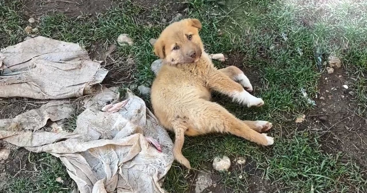 Puppy with Broken Back Found Crying in Pain by Kind Rescuers