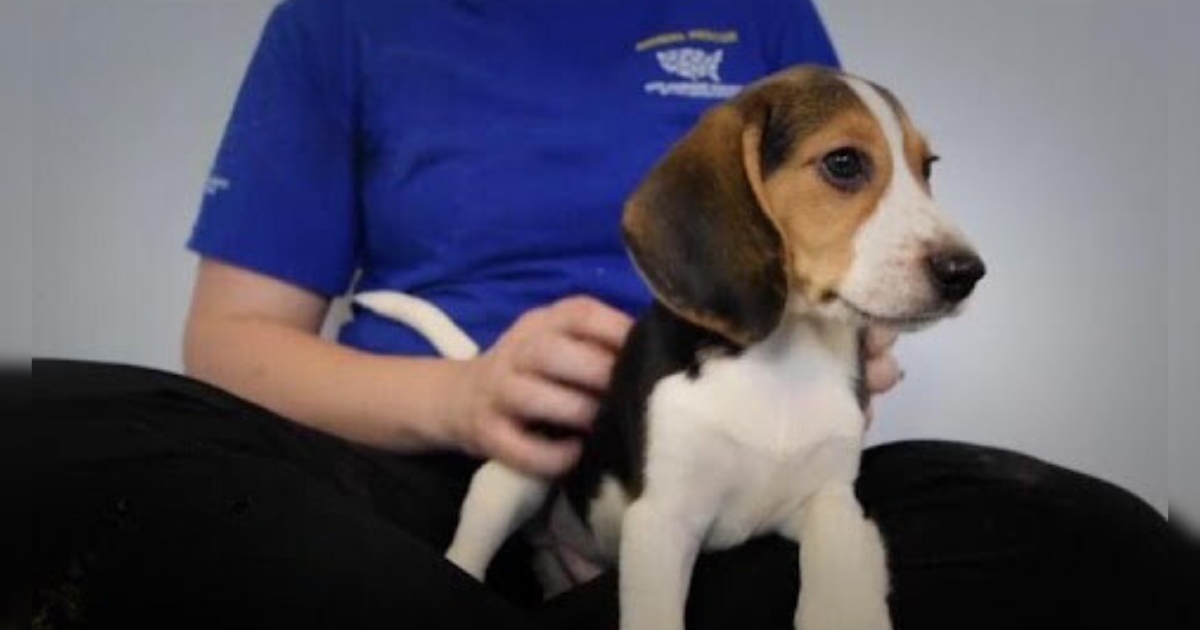 Animal Breeding Company Hit with M Fine for Surrendering 4,000 Beagles Used in Medical Research