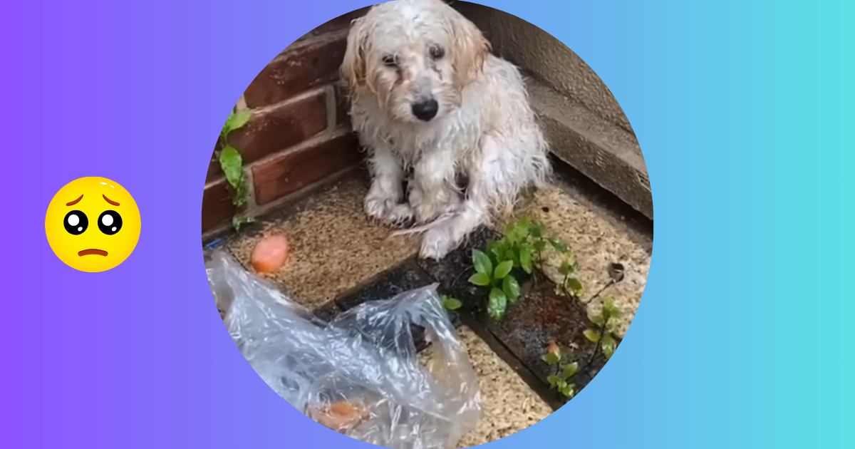 Shivering And Soaked Puppy Looks On With Hope As Rescuers Approach