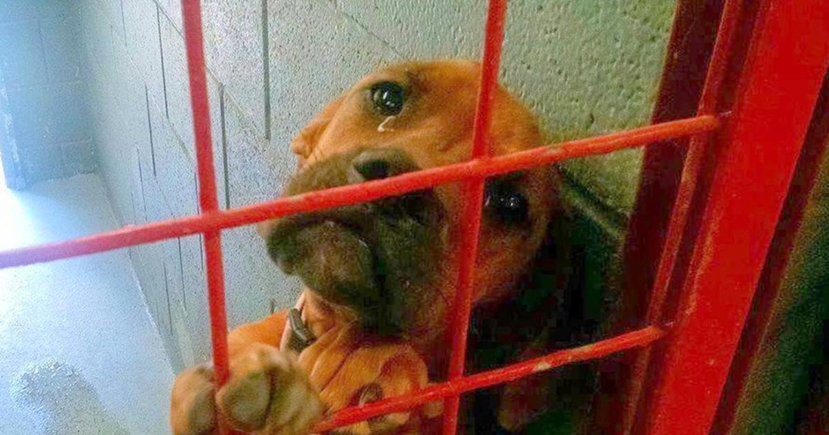 Dog ‘Cried’ All Night As No One Picks Her, Shelter Posts Her Photo As A ‘Last Resort’