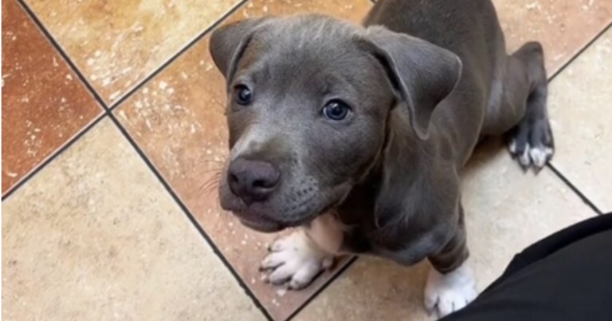 Atlanta Vet Assistant Heartbroken as Owner Abandons Puppy at Clinic for 3 Days