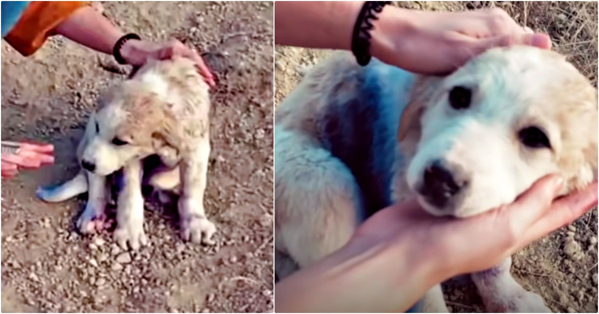 ‘Traveling’ Couple Finds Puppy On Mountain That Was Covered In Blue Spray Paint