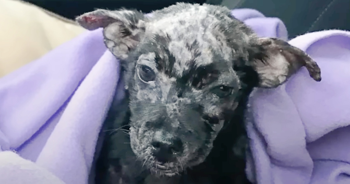 Man Put His ‘Blistered’ Puppy In Box And Placed Her On A Shelter’s Doorsteps