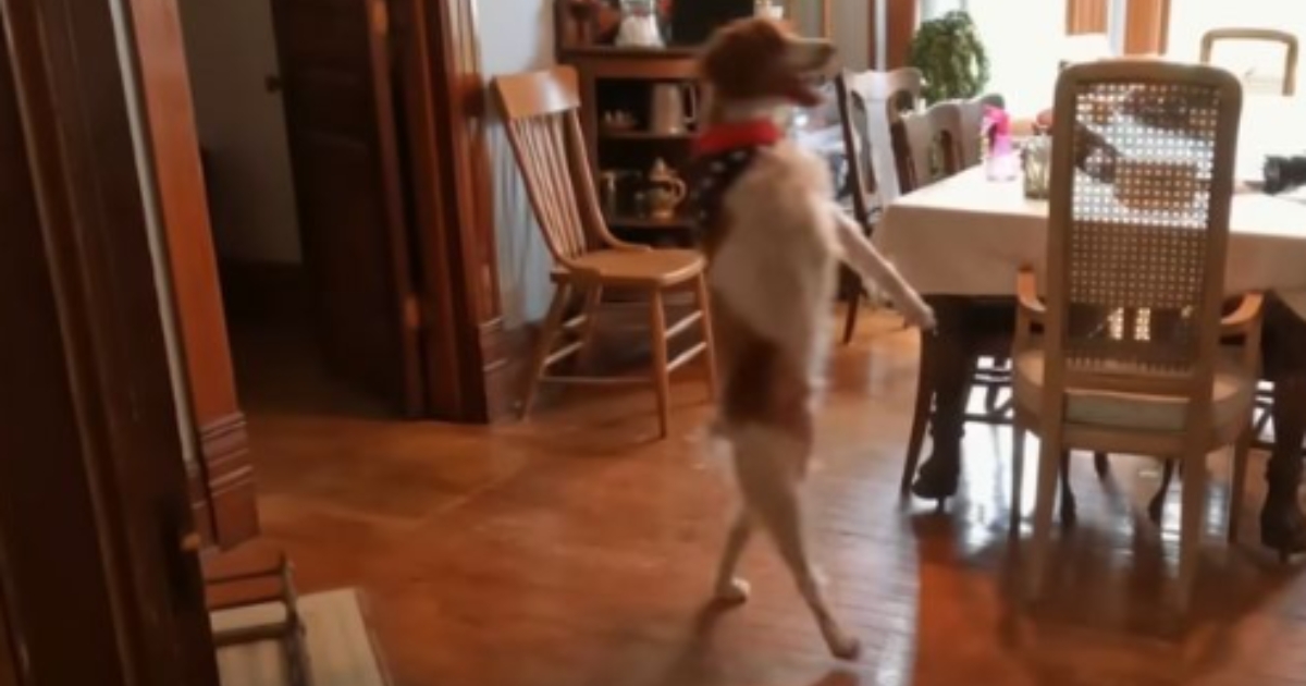 Dog Shocks Everyone by Walking on Two Legs Like a Human Instead of Four