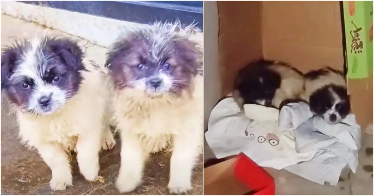 Sympathetic To Their Plight, Woman Adopts Pups But Left Them Outside In 1°