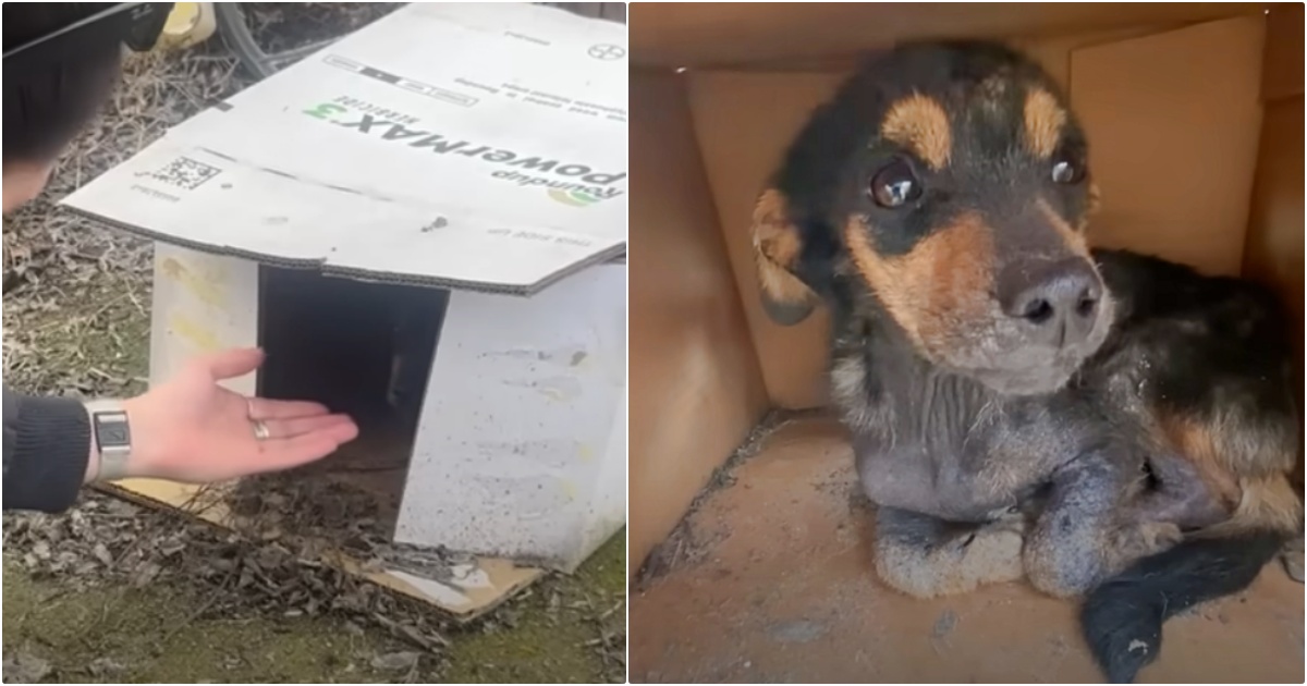 Puppy Found In Wet Cardboard Box Receives Dog House Of His Dreams