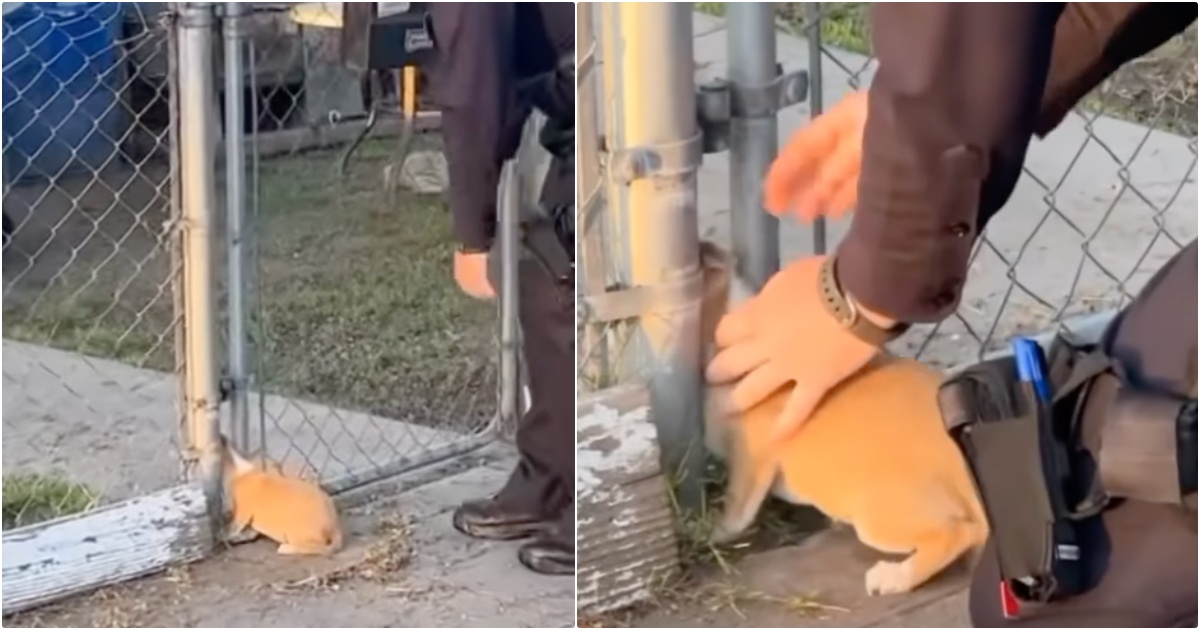 Puppy Scavenging For Food Got His Head Stuck In A Fence