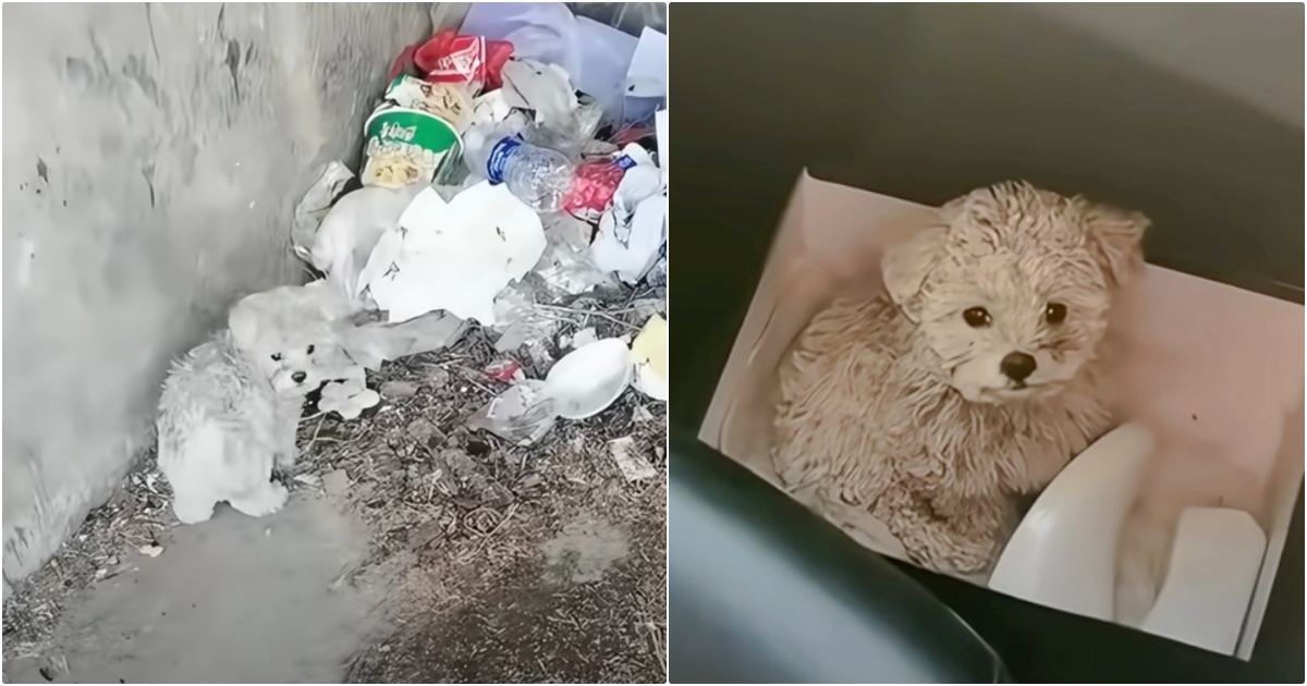 Man Finds Dirty Puppy Nibbling On Trash And Takes Him For A Makeover