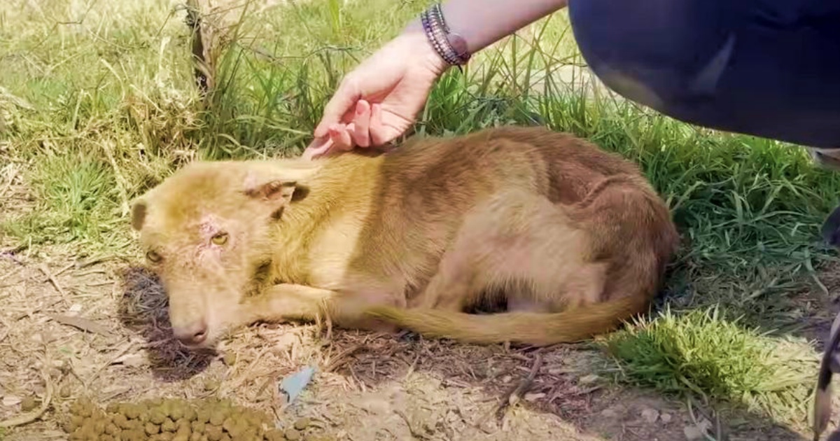 Three-Legged Dog With Eyes Of Emptiness Changes Coat Color After Rescue