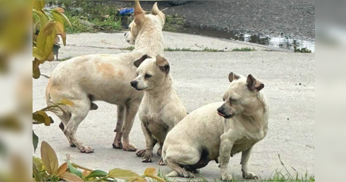 Puppy Trio Guard One Another From Grueling Onslaught Of Street Life