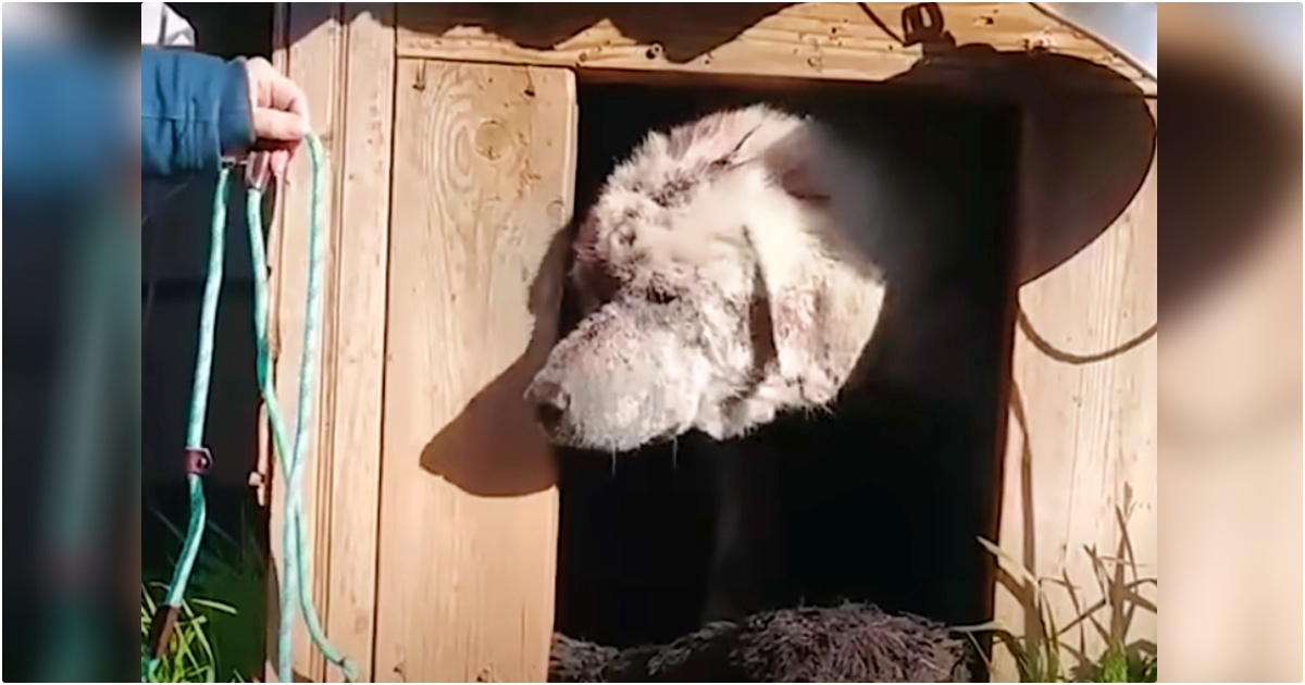 Dog Left Behind in Doghouse Finds a Mom Who Loves Him