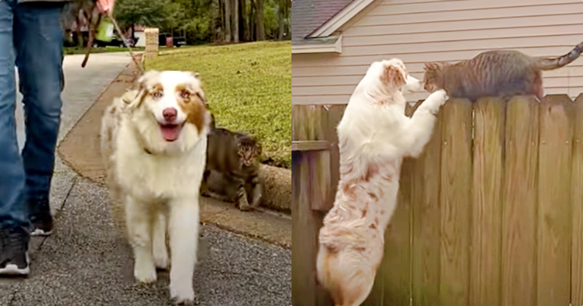 Stray Cat Kept Joining Dog On Walks, Dog Insisted He ‘Belongs’ To Her