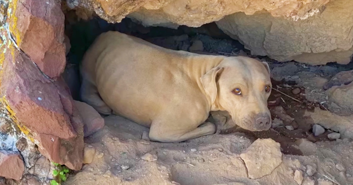 Dog Lodged In Crevice Caught Hiker’s Attention With Her Bright Amber Eyes