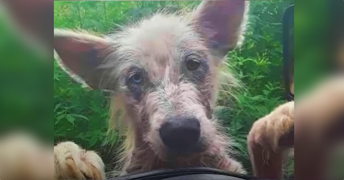 Scraggly Dog Stands At Trucker’s Window, Demanding To Come In