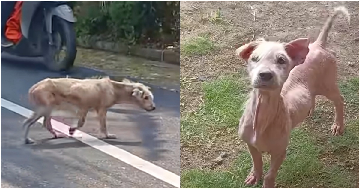 Roaming Hairless Dog ‘Fluffs Up’ After Man Runs Into Him