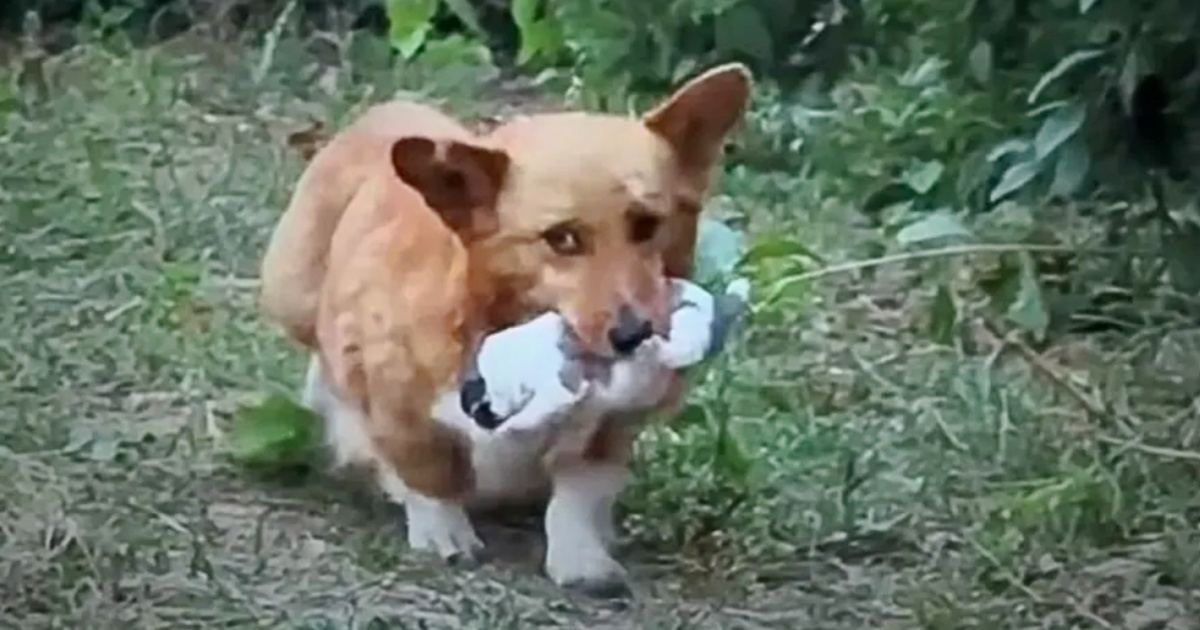 Dog Strolls Over To Man, Brings ‘Vital Gift’ That’ll Change Their Fate