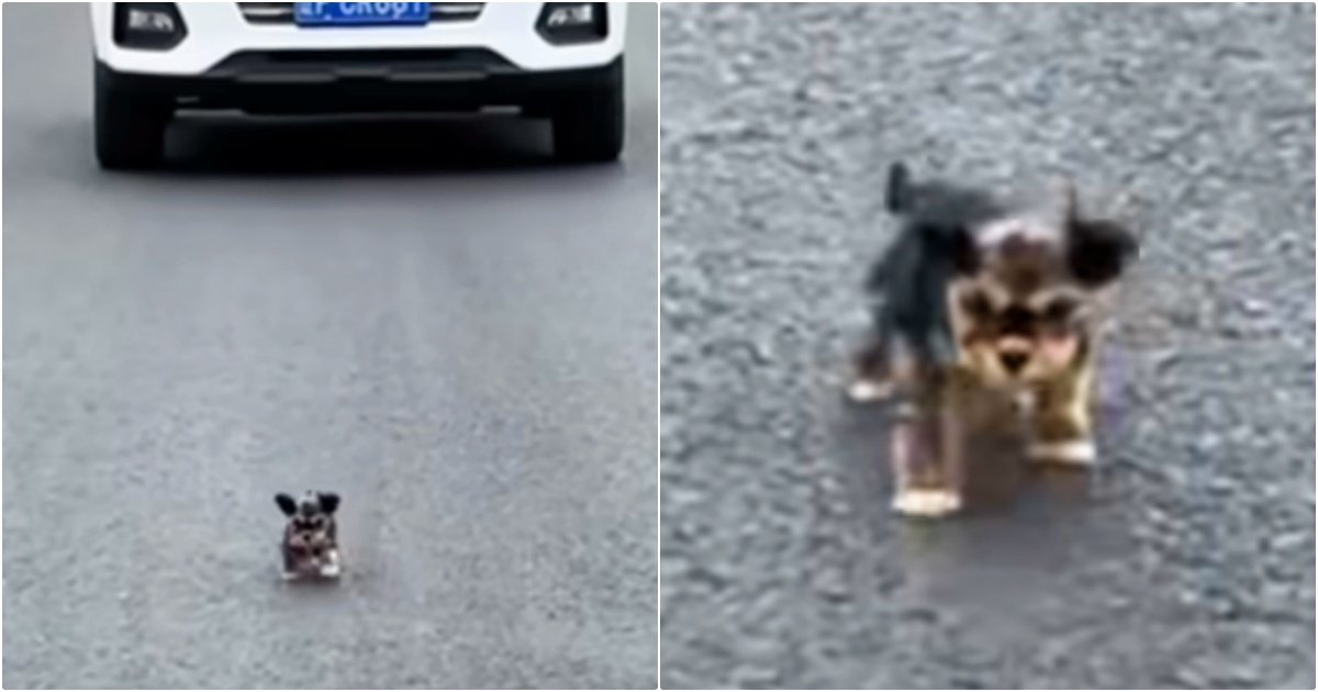 Tiny Puppy Darts Into Traffic, Follows Women Before They Drive Away