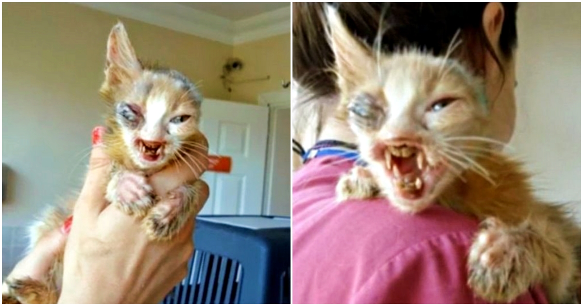 A tiny kitten was rescued and there’s a mysterious story behind its injuries