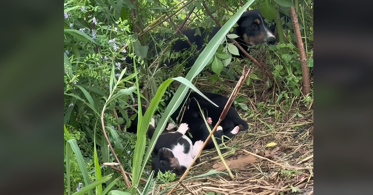 Mama And Her Babies Were All Alone On the Road Until She Looked Up