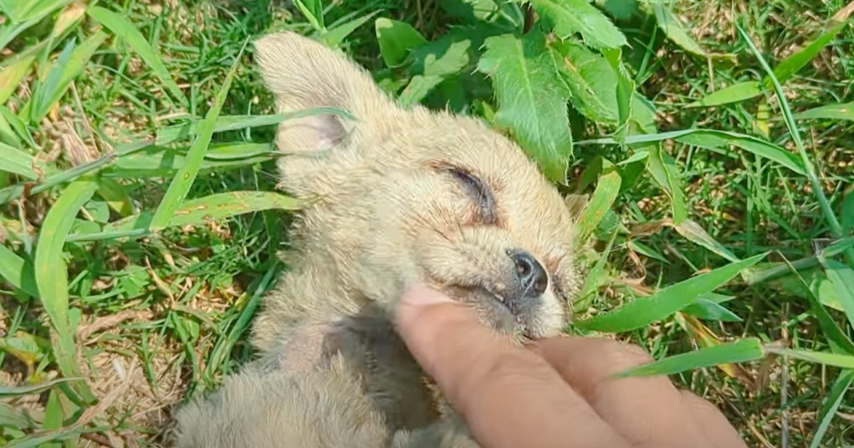 Man Walking To His Car Pets Lonely Stray, ‘Contemplates’ Scooping Him Up