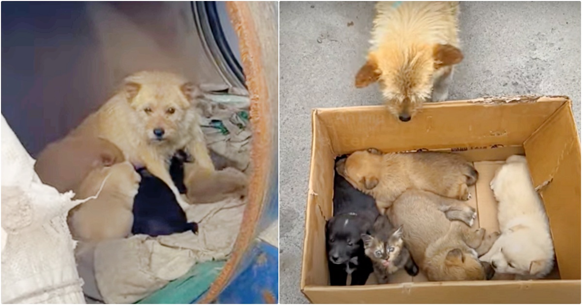 Woman Meets Dog Living In Barrel With Mama’s Babies But They’re Not All Puppies