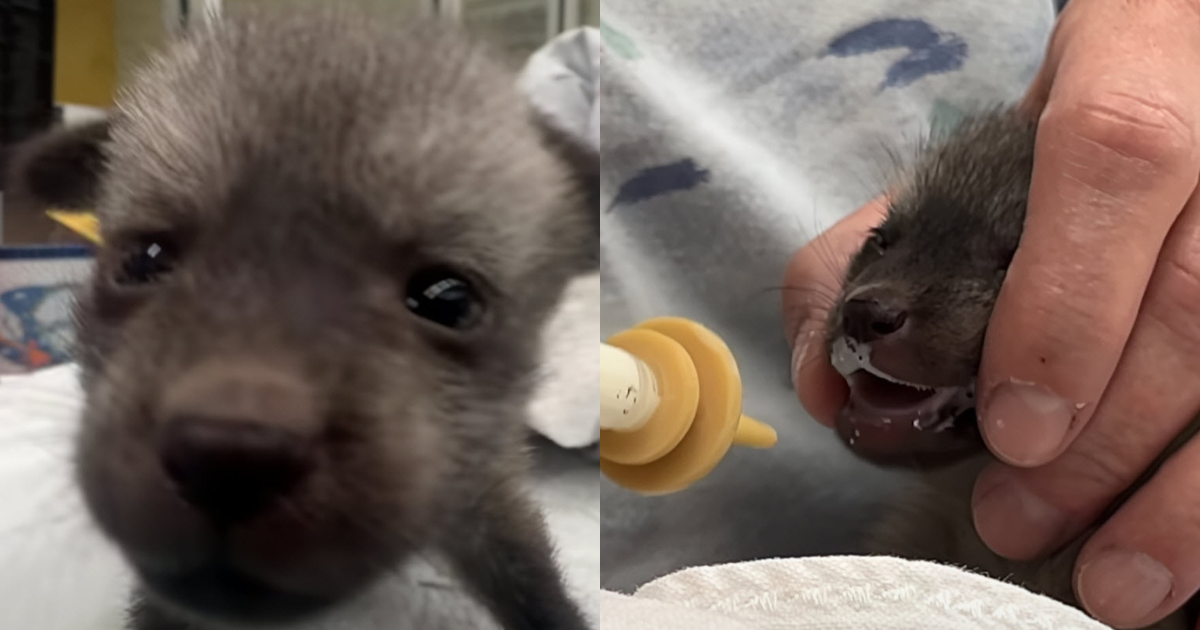 ‘Bat-Eared’ Pup Was Nursed By Zoo, Turned Out Not To Be ‘Puppy At All’