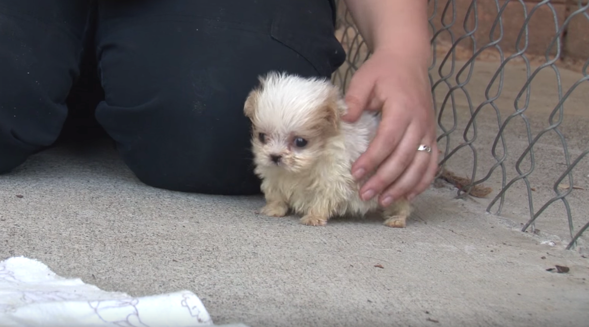 Tiny Pup Rescued From An ‘Awful’ Puppy Mill Was Introduced To A New Friend And Started His New Life