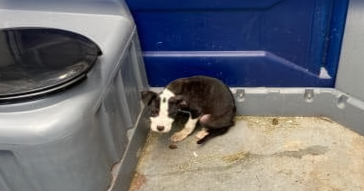 Hungry Puppy Left in Bathroom, Found Alone and Helpless