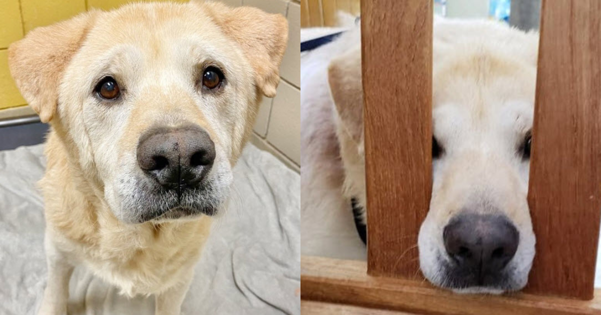 ‘Teddy Bear’ Face Senior Dog Was Depressed As To Why He’s Been Returned 7-Times