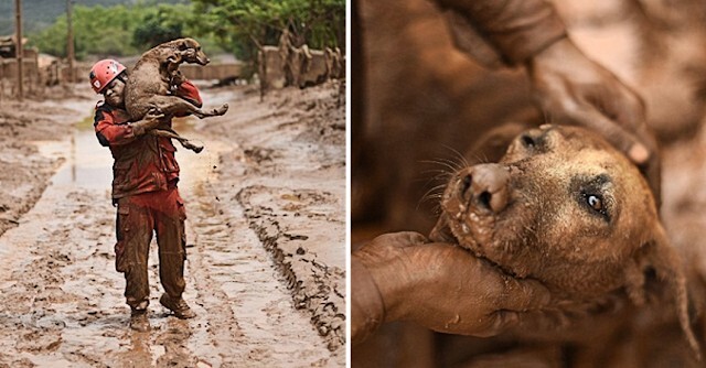 A dog was stuck in quicksand. Luckily, he was rescued in time.