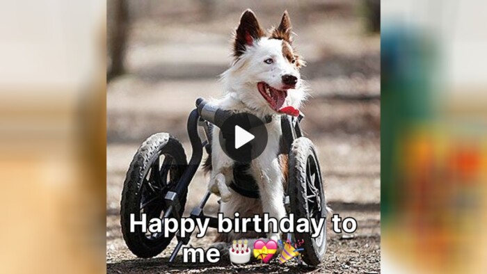 A Birthday Tribute to Our Beloved Two-Legged Dog