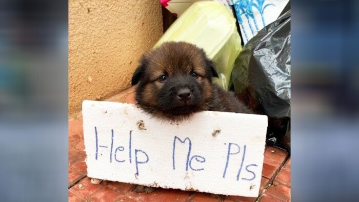 An inspiring tale of rescuing two innocent puppies from heartless sellers