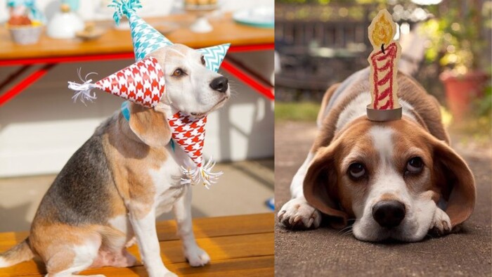 Cheer Up, Birthday Beagle!