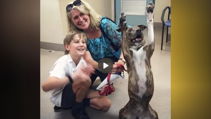 After 720 Days, Milo Dances with Joy as He Finds a Loving Home, Touching Hearts Across the Online Community 🐾💕