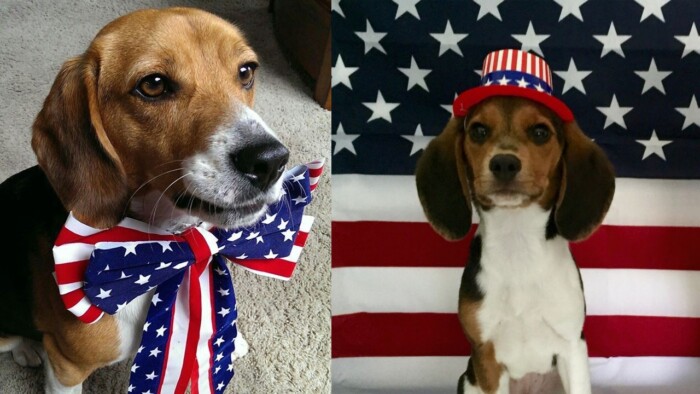 Patriotic Beagle Steals Hearts on Independence Day