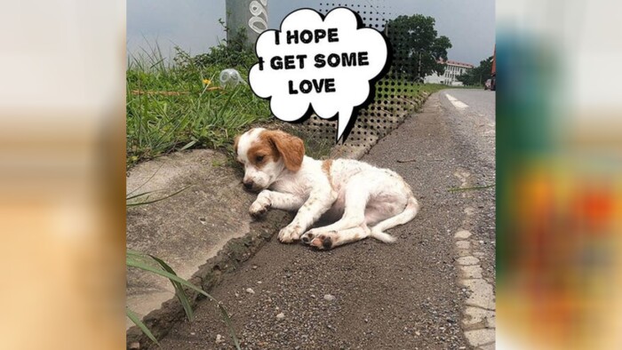 Saving a Stray Pup: Searching for a Loving Home and Compassionate Companion