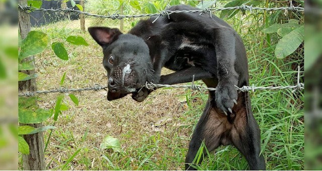 The helpless dog fights with the barbed wire trap