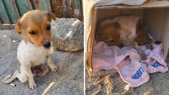 Abandoned on the side of the road for days, begging for help from passersby, but only receiving cold indifference ‎