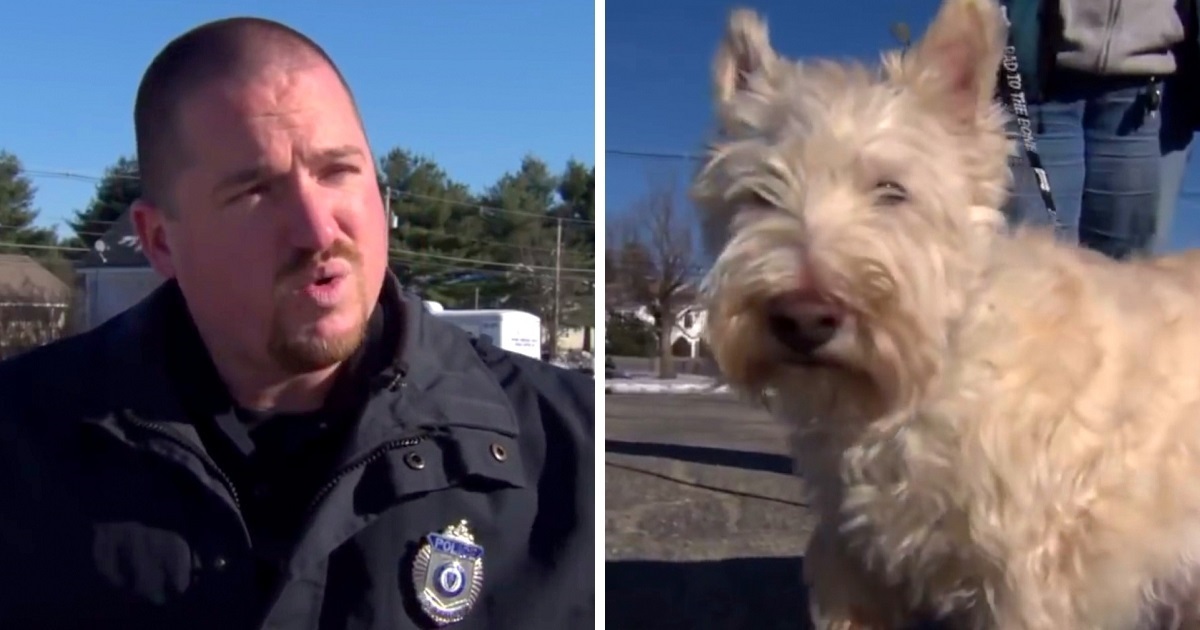 Tiny Dog Runs Up To Cop And Starts Barking Loudly, ‘Begs’ The Cop To Follow Him