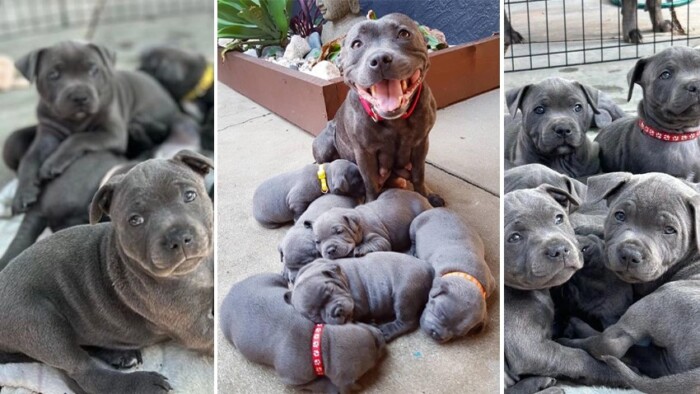 A touching moment when a dog successfully gives birth to 6 sweet puppies