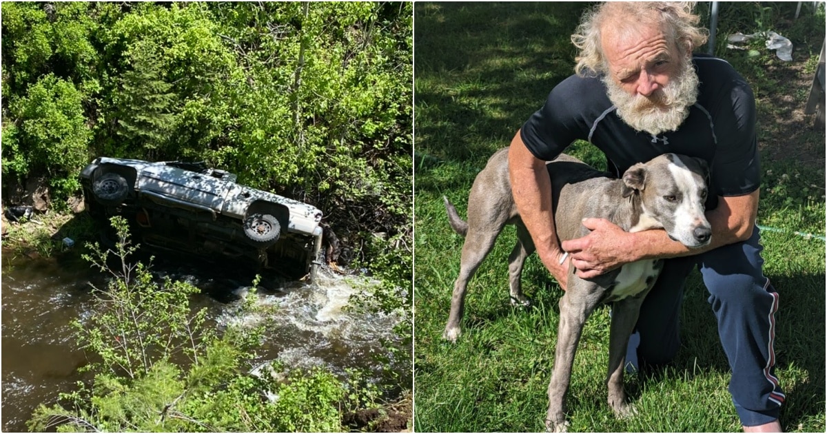 Dog Trekked 4 Miles To Get Help For Owner And Siblings Stuck In Crash