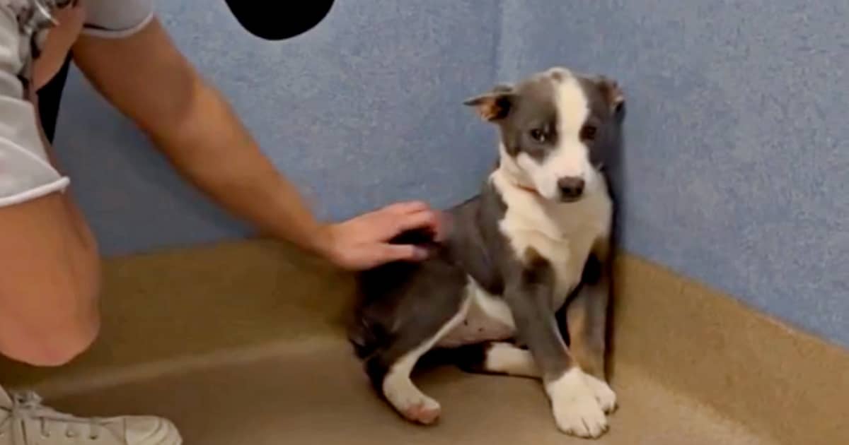 Shelter Puppy Cringed In Fear When Anyone Touched Her