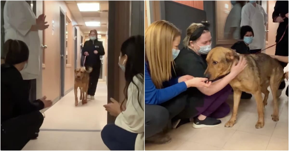 Shelter Dog Gives Goodbye Kisses To Every Staff Member On His Way Out