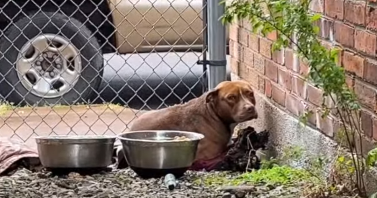 Frightened And ‘Shivering’ Dog Finds Hope in a Heartwarming Rescue ‘Amidst’ the Rain