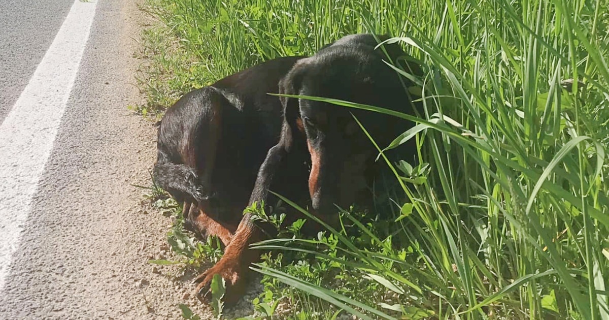 Man Saw Someone Stirring In The Grass Beside The Road