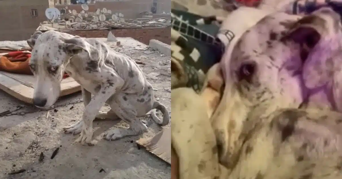 Great Dane Was Found Starving And Ate Rocks To Live Till ‘Someone’ Comes To The Rescue